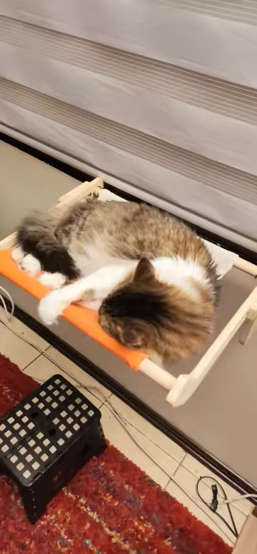 Photo client HammiePets