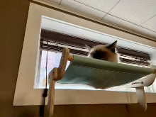 Photo client HammiePets